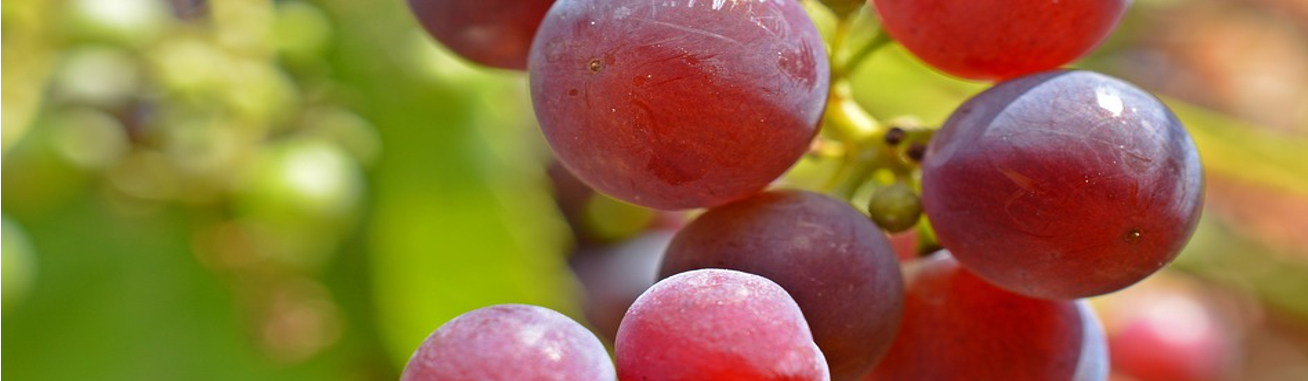 propiedades uvas